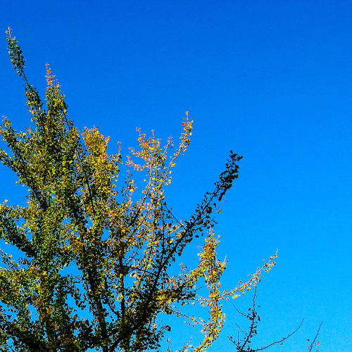 pflanzen_013