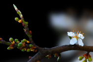 pflanzen_016