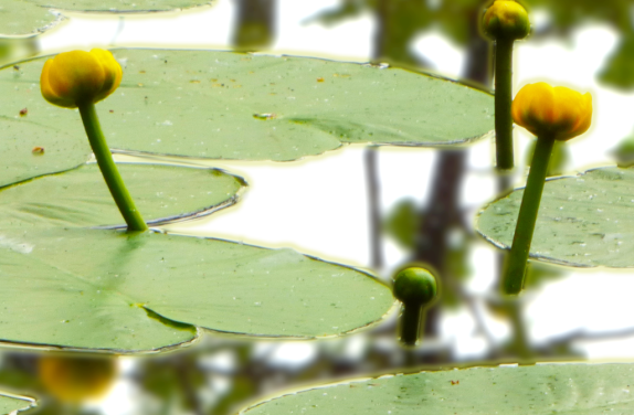 pflanzen_018