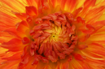 pflanzen_020