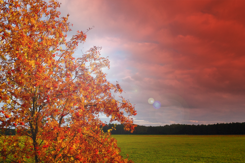 pflanzen_035