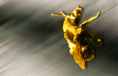 tiere_004