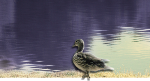 tiere_005