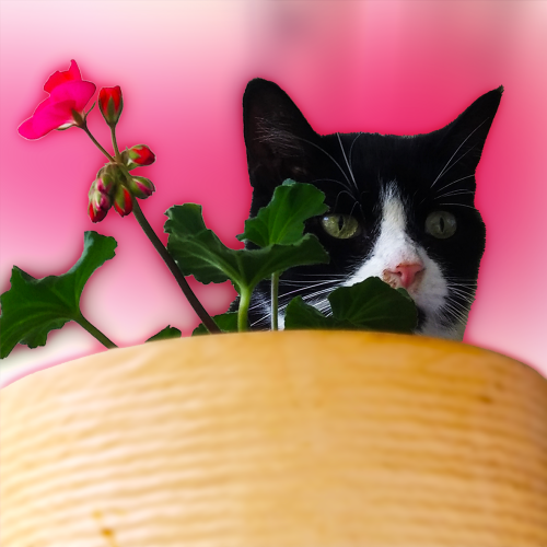 tiere_008