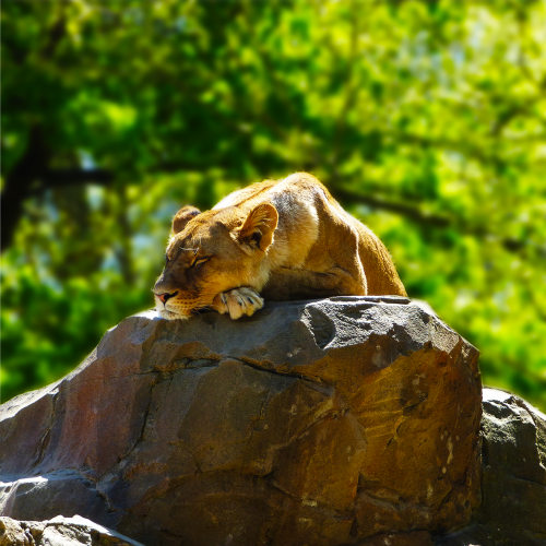 tiere_009