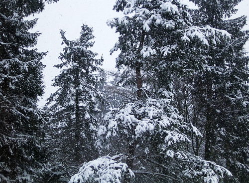 winter_001