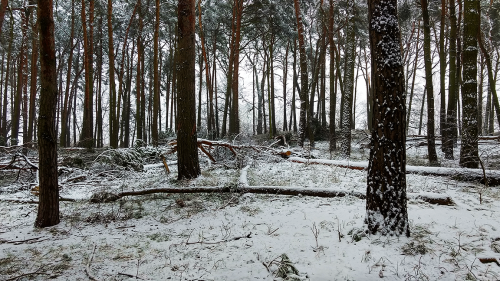 winter_009